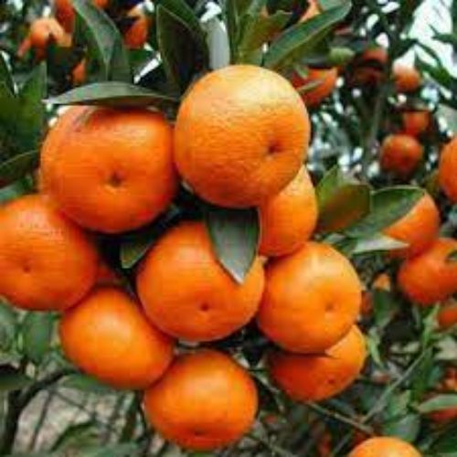 Orange (Santra) Fruit Plant Manufacturer & Supplier in India